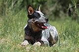 BOUVIER AUSTRALIEN 303